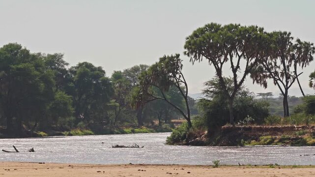 River flowing through savanna woodland lined with doum palms and dense vegetation along the banks.