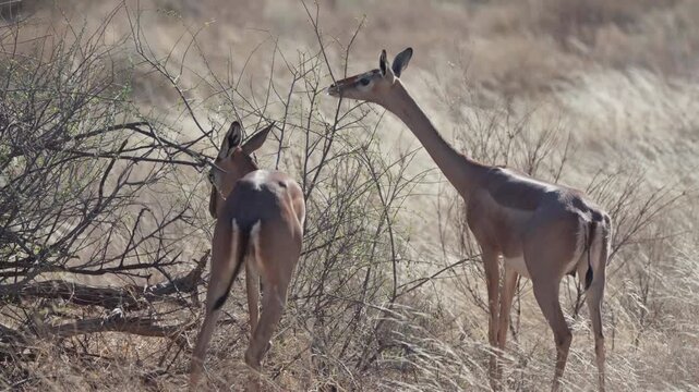 Two gerenuk antelopes browse acacia shrubs in Samburu Kenya showing their long necks and alert posture adapted to dry savanna feeding conditions