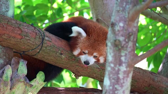 A cute red panda (Ailurus fulgens) resting on a tree branch, close up shot.