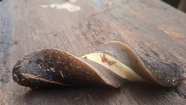 a tropical Leatherleaf Slug (Laevicaulis alte)