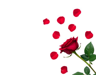 Fototapeta premium Beautiful red roses and their petals fallen against a white background