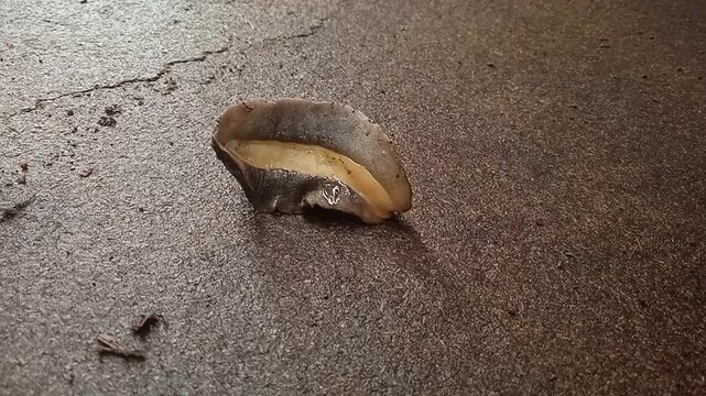 a tropical Leatherleaf Slug (Laevicaulis alte)