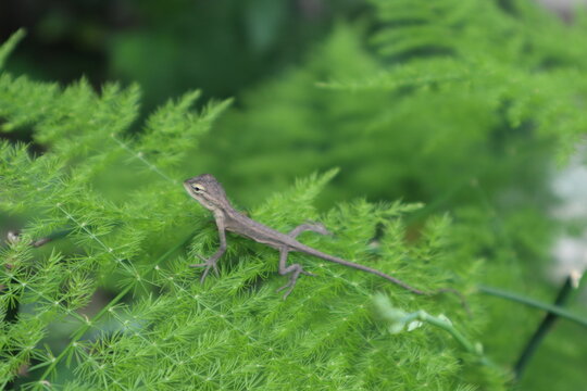 a young common garden lizard climbing on a house plant, sunbathing at a garden in Java, Indonesia
