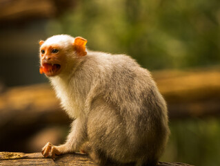 Fototapeta premium Ouistiti argenté