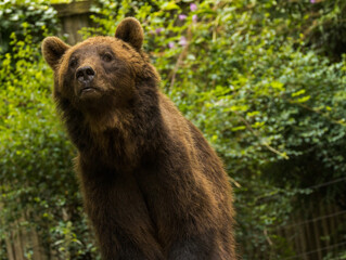 Fototapeta premium Ours brun