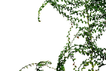 Naklejka premium leaf vine Isolate on white background
