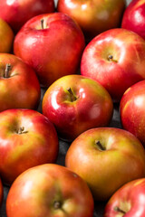 Healthy Seasonal Red Mcintosh Apples