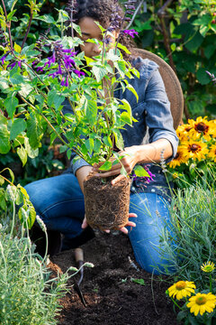 Woman holding root ball while planting flowers in her home garden.