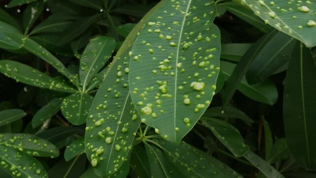 Schefflera Plant Leaves with Yellow Spots Disease Pattern