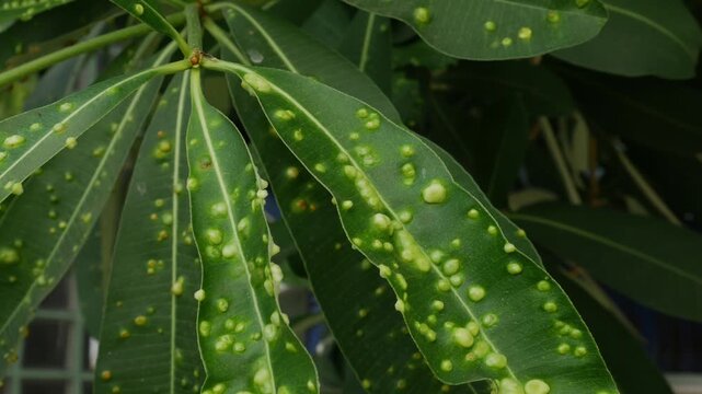 Schefflera Plant Leaves with Yellow Spots Disease Pattern