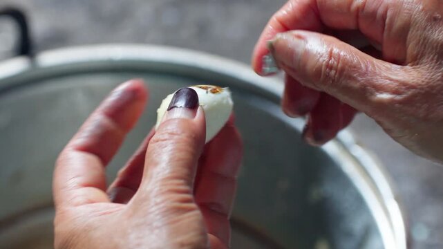 A person carefully peels the shell off a small, boiled speckled quail egg. High detail focus on hands and texture of the eggshell.