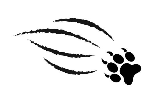 Pawprint with scratch claw trail. Wild animal talons track print isolated on white background. Skin scars from attack of wolf or panther, leopard or jaguar. Vector graphic illustration.