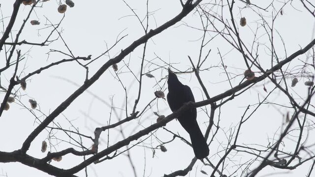 Asian Koel Bird Perched on Bare Tree Branch Against Bright Sky Background
