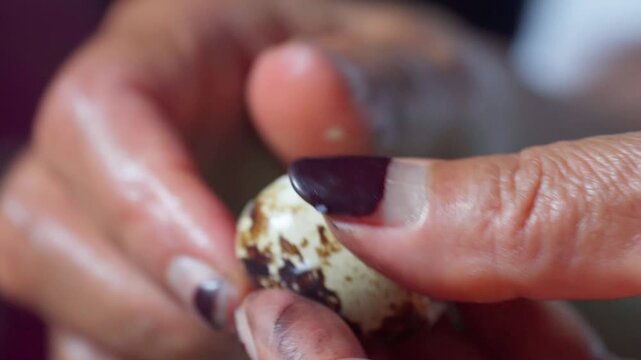 A person carefully peels the shell off a small, boiled speckled quail egg. High detail focus on hands and texture of the eggshell.