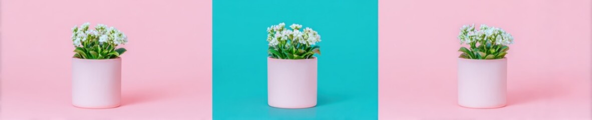 Obraz premium White Blooming Kalanchoe Calandiva Houseplants in Pink Matte Pots Isolated on Colorful Pink and Turquoise Studio Backgrounds for Home Decor Branding and Web Banners
