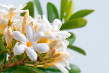 Fototapeta premium White Cape Jasmine Flowers Bouquet with Green Leaves on Neutral Background for Botanical Design Mockup and Floral Catalog Template with Copy Space