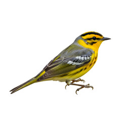 Fototapeta premium Yellow and gray bird with black stripes on head isolated on a transparent background yellow bird