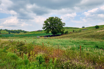 Rolling Green Hills with Cattle Beneath a Lone Shade Tree