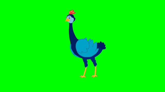 illustration of a peacock standing character with green screen video