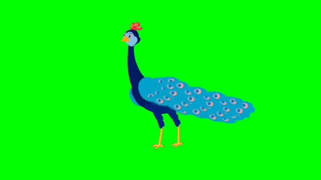 illustration of a peacock standing character with green screen video