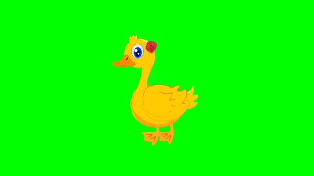 illustration of duck birds standing character with green screen video