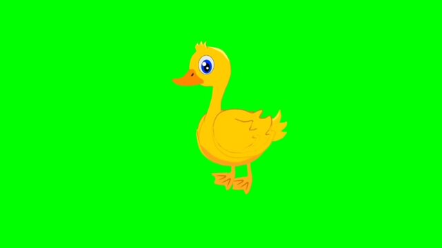 illustration of duck birds standing character with green screen video