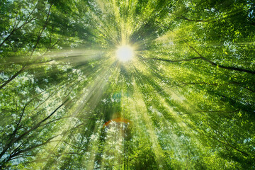 緑の森　太陽光