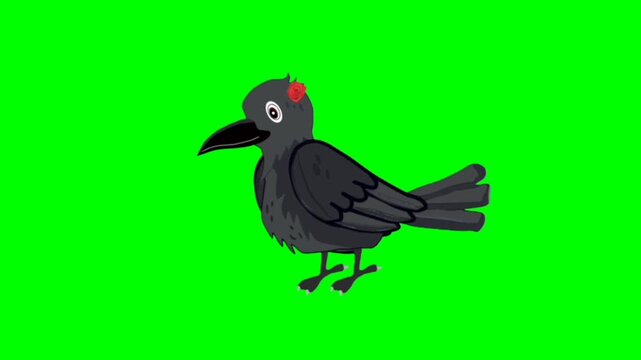 illustration of a crow standing character with green screen video