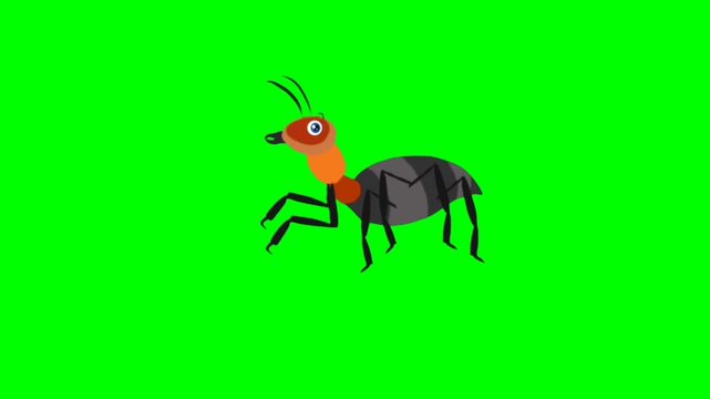 illustration of a ant standing character with green screen video