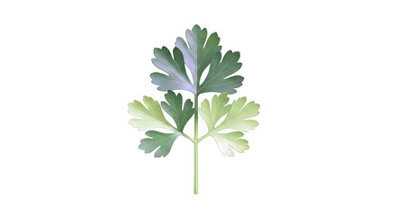 Parsley Leaf