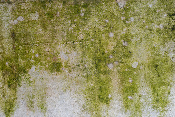 Gray cement wall with green moss