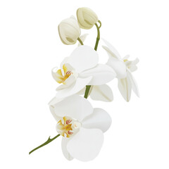 white orchid isolated on white