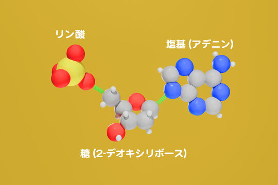 DNAのヌクレオチドを表したクリーンな3Dイラスト。シンプルなクレイスタイルで、柔らかなライティングと温かみのある背景が特徴。ラベルはリン酸、糖（2-デオキシリボース）、塩基（アデニン）といった主要な構成要素を示している。