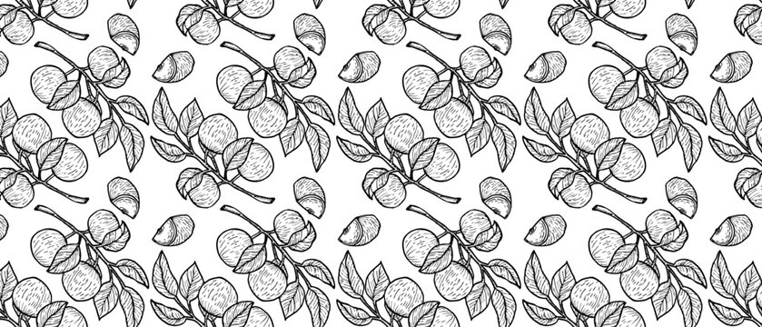 Hand drawn star apple seamless pattern vector illustration. Ink drawing cainito or caimito purple fruit for kitchen textile.