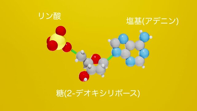 DNAのヌクレオチドがリン酸、糖（2-デオキシリボース）、塩基（アデニン）に分かれるクレイ風アニメーション。