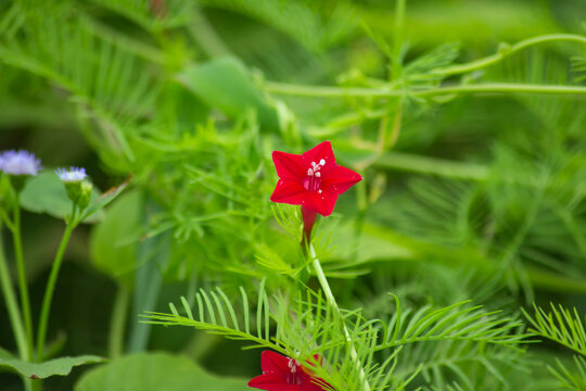Beautiful red Ipomoea quamoclit blooming on a vine, showcasing fine foliage and vibrant petals.