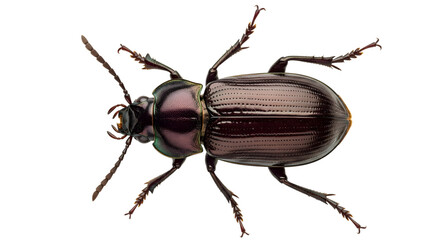 A brown beetle with distinctive pink and black stripes isolated on transparent background