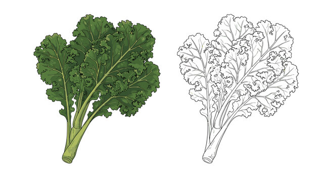 Detailed botanical illustration shows a fresh bunch of kale leaves alongside a black and white line art drawing for coloring or design.