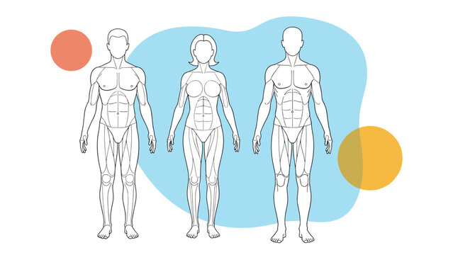 Anatomical outline drawings show three human figures including male and female forms with internal muscle and organ structures highlighted.