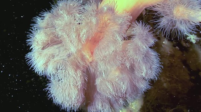 Gentle waves flow through the Arctic, causing the Metridium senile sea anemone to sway. Its delicate tentacles dance in the cold currents, searching for food.