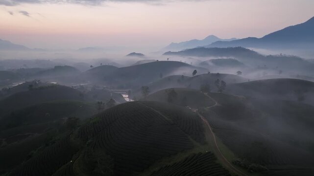 Drone flies over curving tea field rows with soft sunrise haze and layered hills in Tan Son, Vietnam.