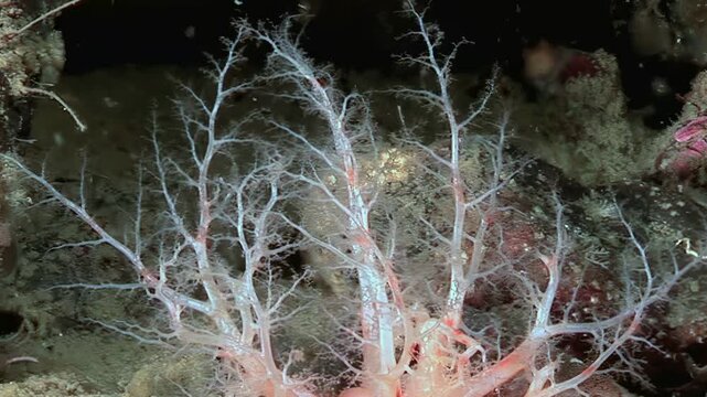 Watch a Cucumaria miniata, also known as the orange sea cucumber, using its delicate tentacles to filter plankton from the Arctic waters. A fascinating display of underwater life.