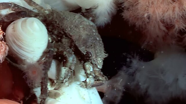 Deep in the cold waters of the Arctic, a Hyas Araneus spider crab makes its home among the Metridium senile sea anemones. A look at the strange and beautiful life of the deep sea.