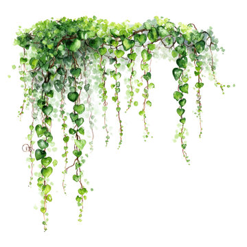 Watercolor illustration of cascading greenery.  Hanging vines with small,  bright green leaves and delicate stems.  Soft white highlights suggest a light source