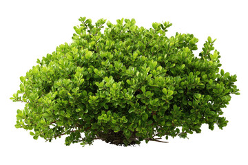 Obraz premium Dense, vibrant green shrub