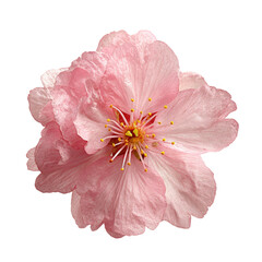 Close-up of a delicate pink cherry blossom.  Soft, ruffled petals surround a golden-yellow center.  Image isolated on black background