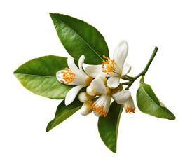 Obraz premium Close-up of citrus blossoms and leaves on a branch. Fresh, fragrant, and vibrant blossoms. Bright, healthy foliage. Isolated on black