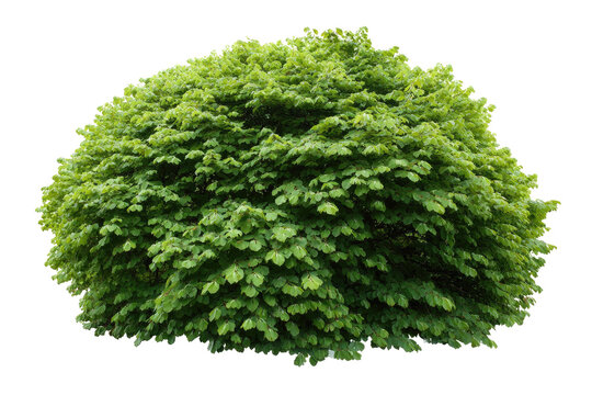 Dense, rounded shrub with vibrant green foliage (1)