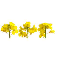 Obraz premium Three Stems of Bright Yellow Flowers floral nature isolated on a transparent background