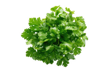 Close-up of fresh, vibrant green cilantro bunch